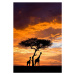 Fotografie Silhoutted Giraffe with acacia tree at sunset, Darrell Gulin, 26.7 × 40 cm