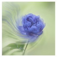 Fotografie Blue rose, Judy Tseng, 40 × 40 cm