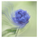 Fotografie Blue rose, Judy Tseng, 40 × 40 cm