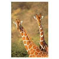 Fotografie Reticulated giraffes, James Warwick, 26.7 × 40 cm