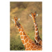 Umělecká fotografie Reticulated giraffes, James Warwick, (26.7 x 40 cm)