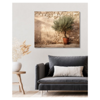 Obrazy na stěnu - Olivovník u bílé kamenné zdi Rozměr: 80x100 cm, Rámování: bez rámu a bez vypnu
