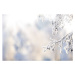 Fotografie Winter branch covered with snow, Eerik, (40 x 26.7 cm)