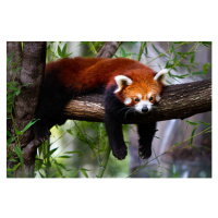 Fotografie Red panda, Marianne Purdie, 40x26.7 cm