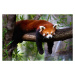 Fotografie Red panda, Marianne Purdie, 40 × 26.7 cm