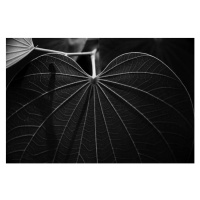 Fotografie Veins of a leaf, Sergi Escribano, 40 × 26.7 cm