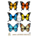 "Motýli Amazonie BIG 6ks" - A4