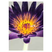 Fotografie Water Lilly, Shot by Clint, 30x40 cm