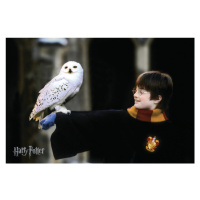 Umělecký tisk Harry Potter with Hedvig, 40x26.7 cm