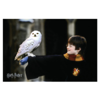 Umělecký tisk Harry Potter with Hedvig, 40 × 26.7 cm