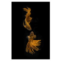 Fotografie Love Story of the Golden Fish, Ganjar	Rahayu, 26.7 × 40 cm