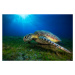 Fotografie Green turtle, Barathieu Gabriel, 40 × 26.7 cm