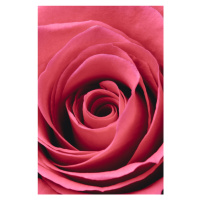 Fotografie Red Rose, Studio Collection, 26.7 × 40 cm