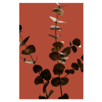 Fotografie Eucalyptus Gold Rust 01, Studio Collection, 26.7 × 40 cm