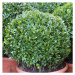 Zimostráz vždyzelený 'Arborescens' výška 25/30cm, 5 litrů, koule