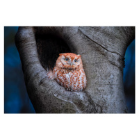Fotografie Eastern Screech Owl (Red Morph), Max Wang, 40x26.7 cm