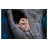 Fotografie Eastern Screech Owl (Red Morph), Max Wang, 40 × 26.7 cm