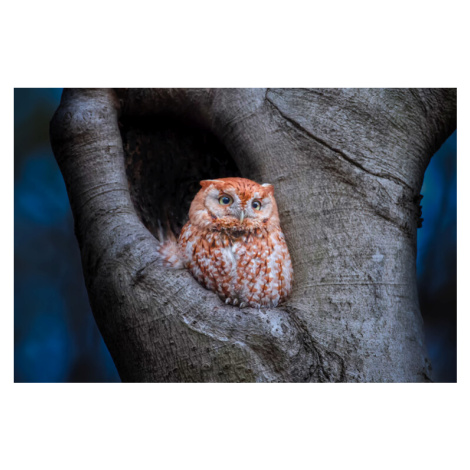 Plakát, Obraz - Eastern Screech Owl (Red Morph), Max Wang, 40 × 26.7 cm