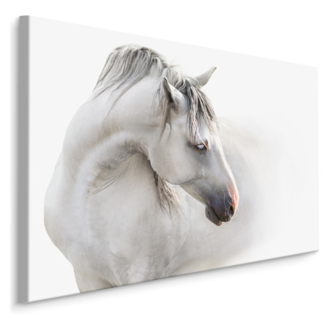 MyBestHome BOX Plátno Bílý Kůň V Mlze Varianta: 70x50