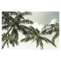 Fotografie Vintage Palm Trees, Melanie Viola, 40x26.7 cm