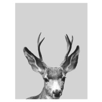 Ilustrace Grey deer, Finlay & Noa, 30x40 cm
