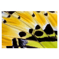 Fotografie Butterfly wing detail Graphium antiphates, Darrell Gulin, 40 × 26.7 cm