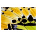 Fotografie Butterfly wing detail Graphium antiphates, Darrell Gulin, 40 × 26.7 cm