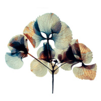 Umělecká fotografie Pressed and dried dry  flower, andersboman, (40 x 26.7 cm)