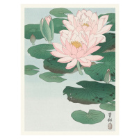 Obrazová reprodukce Water Lily, Ohara Koson, 30 × 40 cm