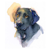 Obrazová reprodukce Black Lab, 2017,, Keeling, John, 35x40 cm