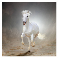 Fotografie White horse galloping, Christiana Stawski, 40 × 40 cm