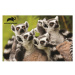 PRIME 3D PUZZLE - Lemur 150 dílků