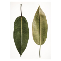 Fotografie Leaf Study 05, Shot by Clint, 30 × 40 cm