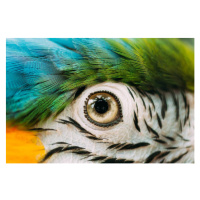 Fotografie Eye Of Blue-and-yellow Macaw Also Known, bruev, 40x26.7 cm