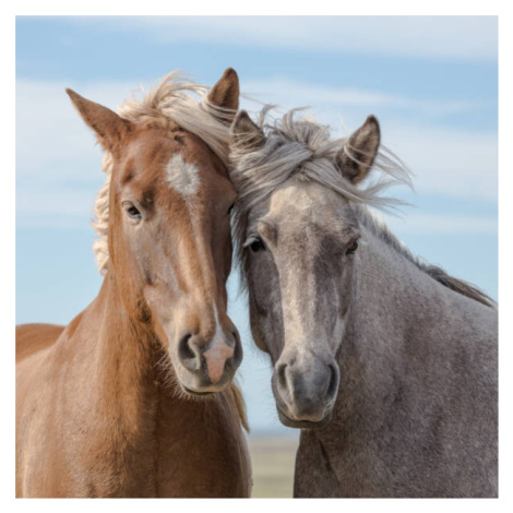 Fotografie A pair of Icelandic horses in Iceland., Ruslan Stepanov, (40 x 40 cm)
