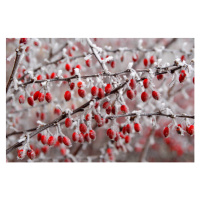 Fotografie branches of bush with red berries, Jana Milin, 40 × 26.7 cm