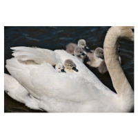 Fotografie High angle view of swans swimming, Philip Young / 500px, (40 x 26.7 cm)