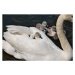 Fotografie High angle view of swans swimming, Philip Young / 500px, 40 × 26.7 cm