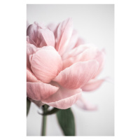 Fotografie Peony 3, Mareike Bhmer, 26.7 × 40 cm