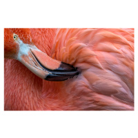 Fotografie Flamingo Close Up, Xavier	Ortega, 40 × 26.7 cm