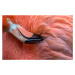 Fotografie Flamingo Close Up, Xavier	Ortega, 40x24.6 cm
