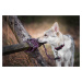 Vsepropejska Climb přepínací vodítko pro psa | 280 cm Barva: Růžová, Délka vodítka: 280 cm
