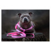 Vsepropejska Furio růžový postroj pro psa Typ: Postroj, Velikost: Obvod hrudníku 48 - 68 cm