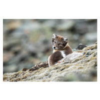 Fotografie Arctic fox in natural environment in Svalbard, Mats Brynolf, 40x26.7 cm