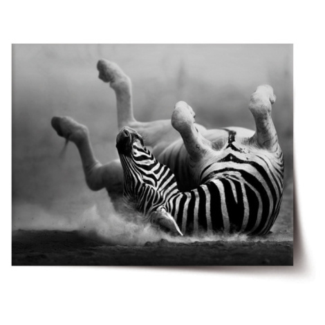 Sablio Plakát Válející se zebra - 90x60 cm