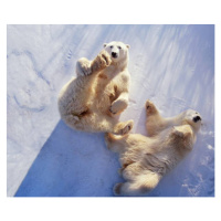 Fotografie Polar bears  lying on backs,, George Lepp, 40 × 33.2 cm