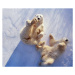 Fotografie Polar bears  lying on backs,, George Lepp, 40x35 cm