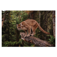 Fotografie Mountain Lion on Tree Stump, John Conrad, 40 × 26.7 cm