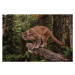 Fotografie Mountain Lion on Tree Stump, John Conrad, 40 × 26.7 cm