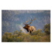 Fotografie Huge Bull Elk in a Scenic Backdrop, BirdofPrey, (40 x 26.7 cm)